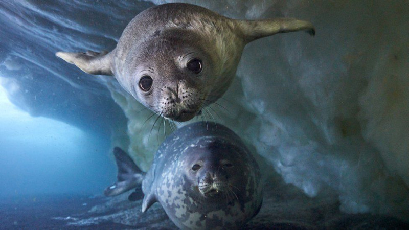 ‘Frozen Planet II’: schoonheid en troost (trailer)