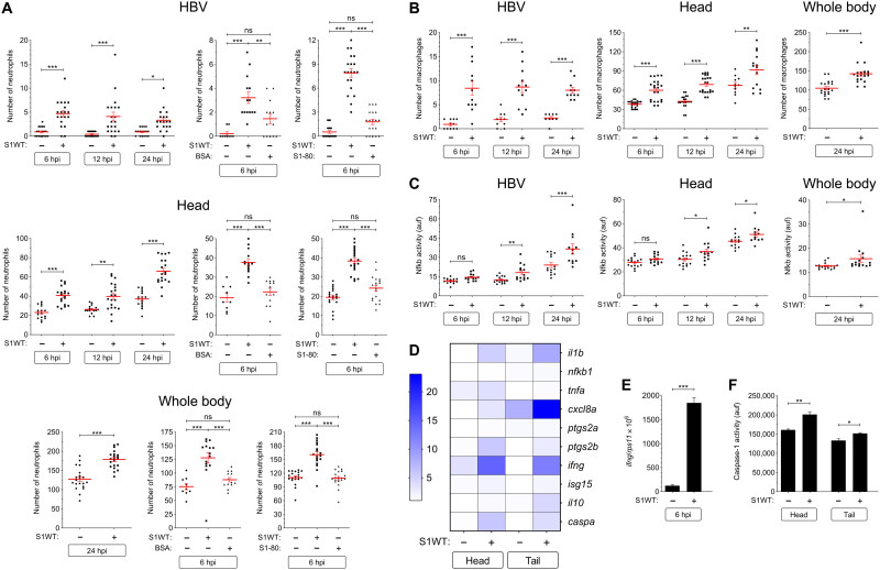 Science: spikes door mRNA-vaccins kunnen neutrofilie en monocytose veroorzaken
