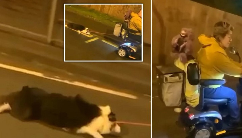 Onmens sleurt hond mee aan haar mobiliteitsscooter (video)