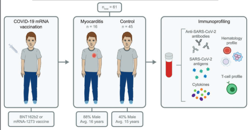 Coronacrisis: onderzoekers ontdekken mechanisme achter myocarditis na mRNA-vaccin bij jongvolwassenen