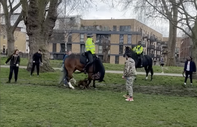 Politiepaard aangevallen door losgeslagen hond (video)