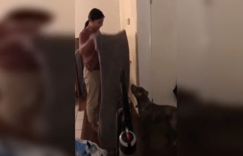 Grapje met hond loopt een beetje fout (video’s)