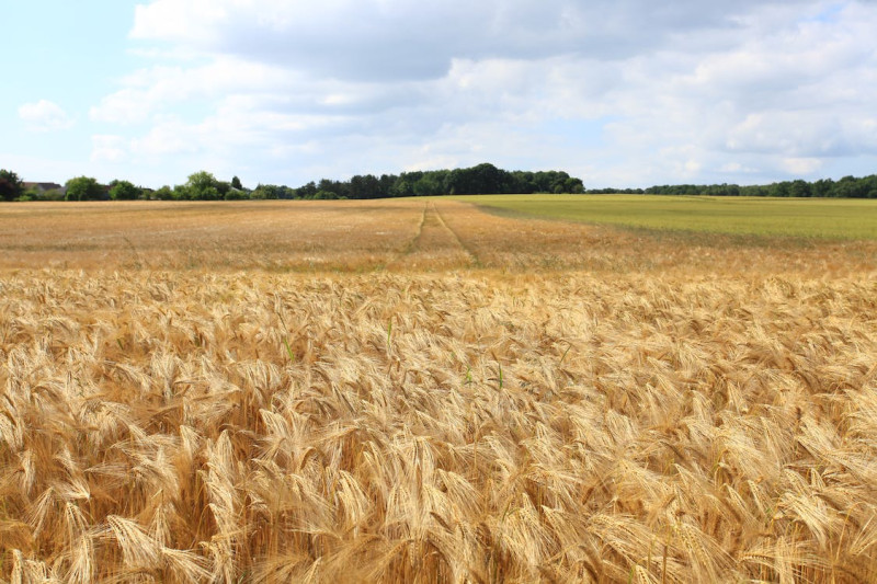 Polen en Hongarije dagen EU uit met importverbod voor Oekraïense landbouwproducten