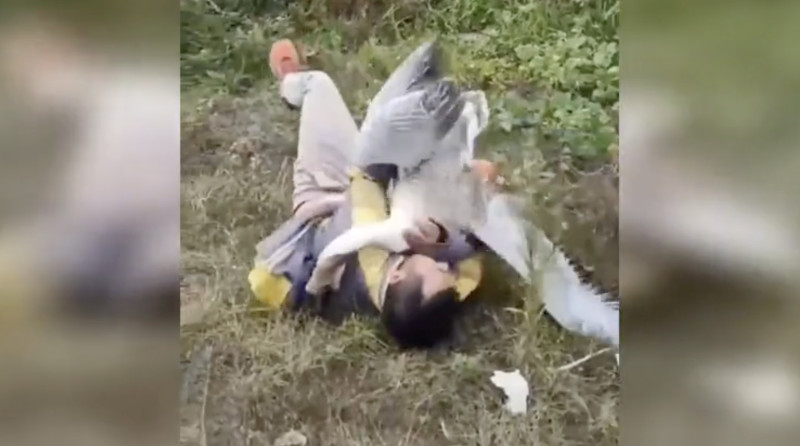 Bang van ganzen? Hier is waarom (video)