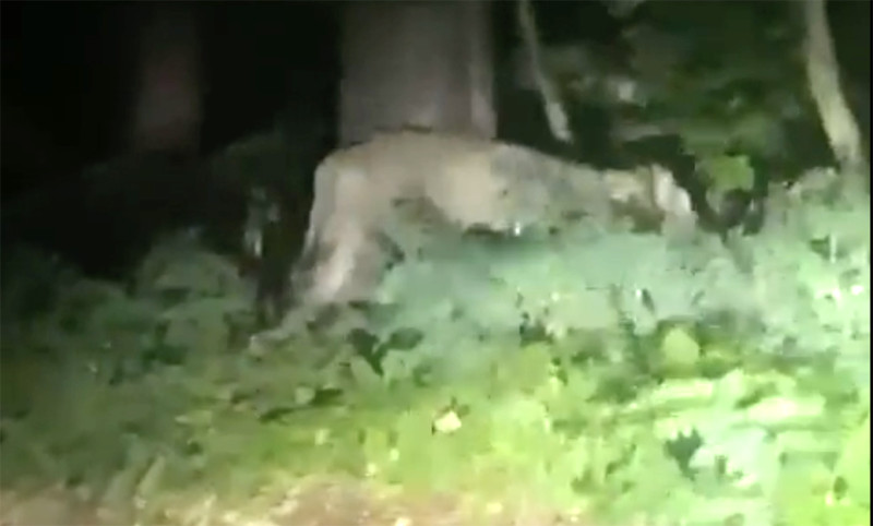 Berlijnse politie waarschuwt voor ontsnapte leeuwin (video)