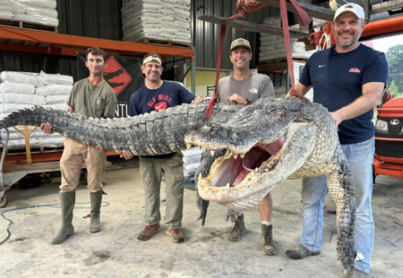 Jagers doden alligator van 362 kilogram in Mississippi (foto's)