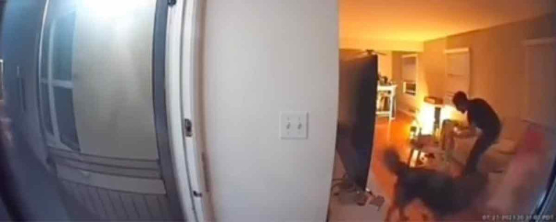 Scheefpoeper probeert deurbelcamera te slim af te zijn (video)