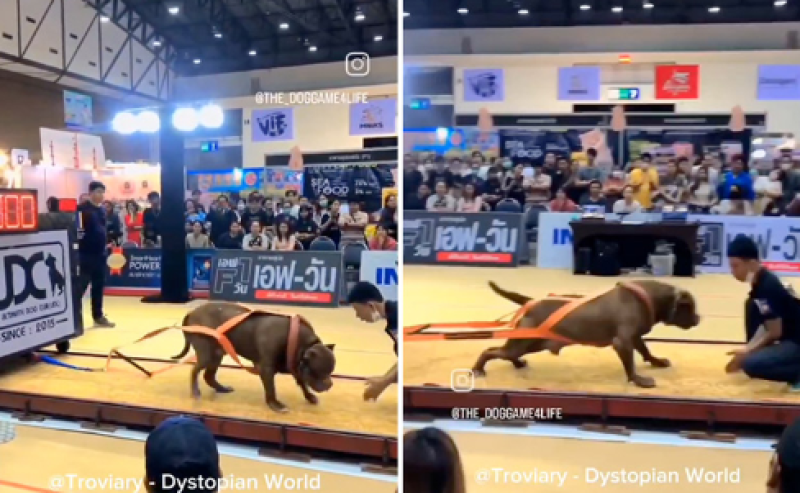 Gespierde pitbull trekt gewicht van 3600 kilo om aan hondenbrokje te geraken (video)